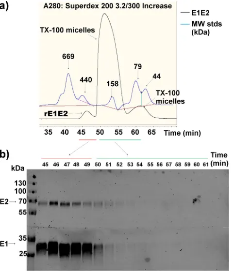 FIG 8 SEC of puriﬁed recombinant E1E2 (H77) (a) and Western blot analysis of the fractions of thecollected eluate (b)