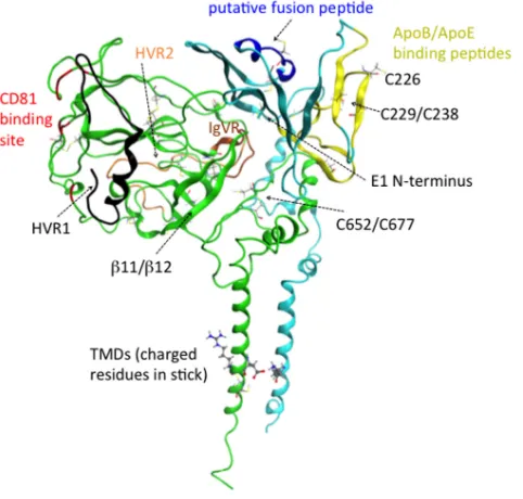 FIG 1 Ribbon representation of our computational model of the E1/E2 heterodimer, with E1 in teal andE2 in green and with some of the regions discussed in the text highlighted by using color and labeling.Residues important for CD81 binding are shown in red, HVR1 is in black, HVR2 is in orange, IgVR is inbrown, the ApoB/ApoE binding peptides are in yellow, and the putative fusion peptide is in dark blue.All cysteine residues are shown in a line representation.
