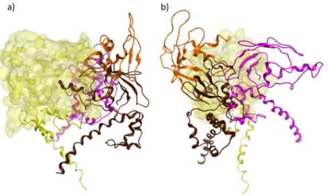 FIG 4 Comparison of E1/E2 interfaces and relative orientations of E1 obtained by protein-protein dockingin Rosetta (orange ribbon) or by coarse-grained Gromacs simulations of the two proteins converging toform a heterodimer within a membrane environment (b