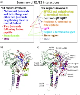 FIG 5 (a and b) Interacting regions of E1 and E2 observed in our model of the heterodimer are shownschematically (a) and illustrated on our model colored as shown in panel a (b)