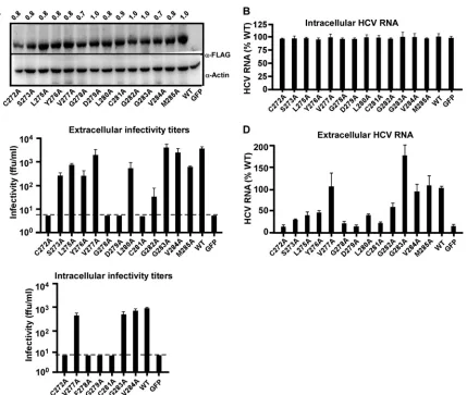 FIG 7 Identiﬁcation of key amino acid residues within the putative fusion peptide of E1