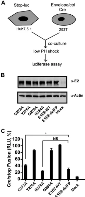FIG 8 Membrane fusion assay. (A) Schematic of the membrane fusion assay. Donor HEK293T cells weretransfected with plasmids expressing the Cre recombinase and HCV envelope proteins, and recipientHuh7.5.1 cells were transfected with plasmids expressing an in