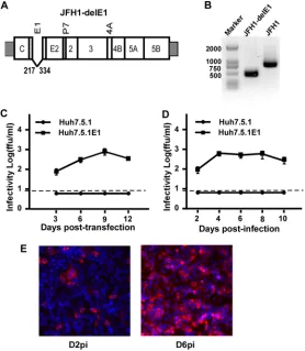 FIG 1 Virus production of the HCV genome with a deletion in E1 can be rescued by the ectopicexpression of E1 proteins in trans