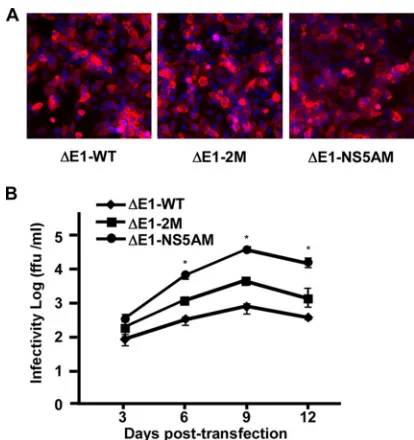 FIG 2 Adaptive mutations enhance HCVΔE1 production. Huh7.5.1E1 cells were transfected with wild-type JFH1-delE1 (WT), a mutant containing mutations M1051T in NS3 and C2219R in NS5A (2M), and amutant containing a deletion from amino acid residues 2435 to 24