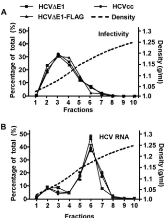 FIG 4 Characterization of the buoyant densities of HCVΔE1 and HCVΔE1-FLAG particles. The differentHCV particles (HCVcc, HCVΔE1, and HCVΔE1-FLAG) were subjected to a 20% to 60% sucrose gradient