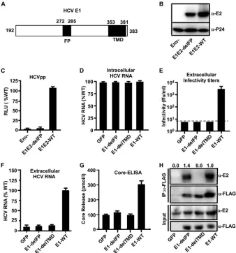 FIG 5 Deletion of the E1 putative fusion peptide impairs HCV entry and morphogenesis. (A) Schematic ofthe putative FP (residues 272 to 285) and TMD (residues 353 to 381) of HCV E1 (residues 191 to 383)