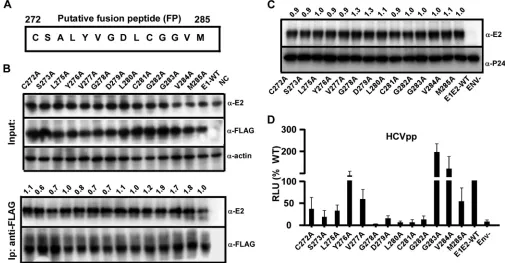 FIG 6 Analysis of a single point mutation within the putative fusion peptide of E1. (A) Schematic of amino acid residues of the E1 putative fusion motif (residues272 to 285) of JFH1