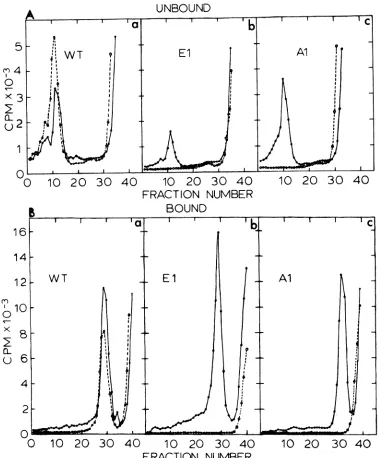 FIG. 1.particlesFraction Sucrose density gradient analyses of [3H]uridine-labeled virions (unbound viral particles [A]) and nucleocapsids [B]) synthesized in cells infected with WT (a), mutant El (b), or mutant Al (c) virus at 31°C (O*- 1 corresponds to the bottom of the gradient.