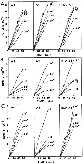 FIG. 5.forfunctionfor(C)15, Thermal inactivation of WT, Al, and revertant Al (REV Al) transcribing cores, enzy'me fractions, and template fractions as a of time