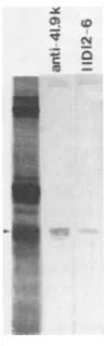 TABLE 3. Neutralizing ability of monospecific antiserum andmonoclonal antibodies (11D12-6)11id12-6