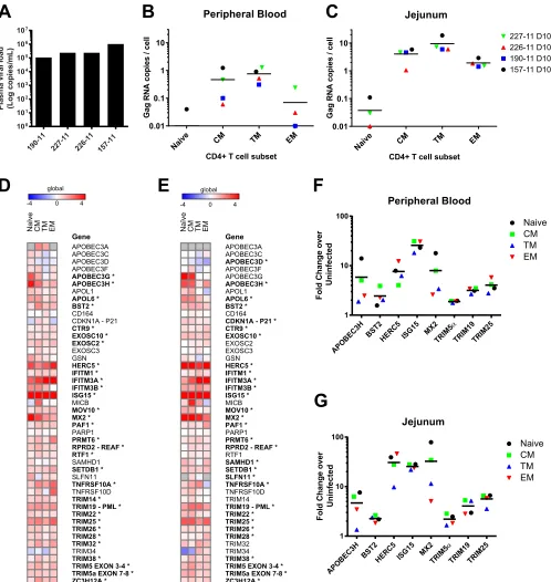 FIG 4 Increased SIV infection in jejunum transitional memory CD4� T cells and changes in expression of conﬁrmed and putative restriction factors during acuteinfection