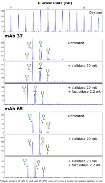 FIG 2 N-glycan proﬁling of MAb 37 and MAb 65. DNA sequencer-assisted ﬂuorophore-assisted capillary electro-�phoresis chromatograms of the ﬂuorescently labeled dextran ladder (top) and N-glycans on MAb 37 and MAb 65(bottom)
