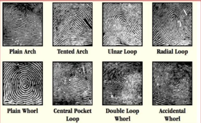 Figure 15. Fingerprint patterns  [13]