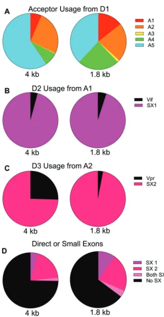 FIG 9 SIVmac239 splice patterns and primer locations. Light blue, D0 forward primer; blue, D1 forward primer; red, 1.8-kb class Primer ID-tagged reverse primer;green, 4-kb class Primer ID-tagged reverse primer
