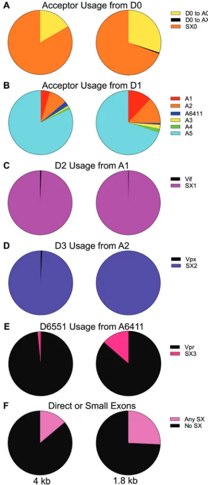 FIG 10 Quantiﬁcation of splicing in SIVmac239. (A) Acceptor usage from D0 in the two size classes.proportions of transcripts that contain any small exons compared to those that splice directly to the ﬁnalYellow represents the proportion of transcripts that