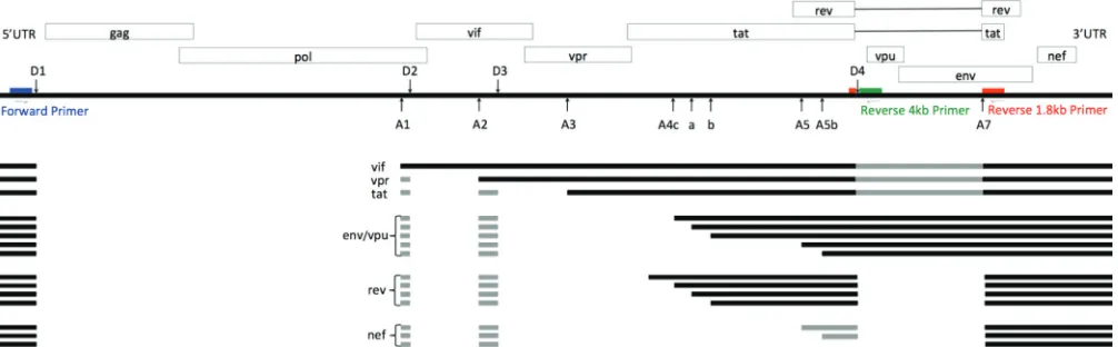 FIG 1 HIV-1 splice patterns and primer locations. Blue, forward primer; red, 1.8-kb class Primer ID-tagged reverse primer; green, 4-kb class Primer ID-taggedreverse primer
