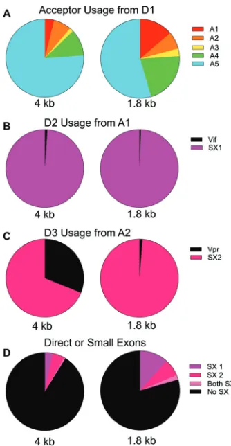 FIG 2 Quantiﬁcation of HIV-1 splicing patterns. (A) Acceptor usage from D1 in the two size classes