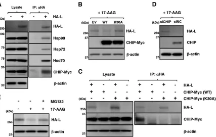 FIG 6 Disruption of Hsp90 function induces degradation of the MuV L protein through a CHIP-mediated proteasomal pathway