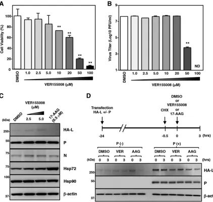 FIG 7 An Hsp70 inhibitor does not affect MuV propagation or the L protein expression. (A) Vero cells were treated with the indicatedconcentrations of VER155008 for 96 h, and then cell viability was determined and calculated as a percentage of the viability
