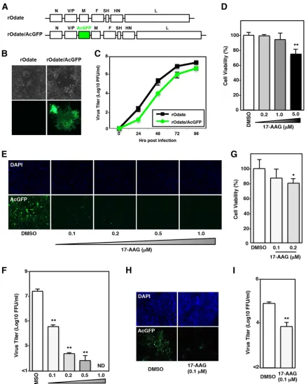 FIG 1 Hsp90 activity is required for MuV propagation. (A) Schematic of the rOdate and rOdate/AcGFP genes