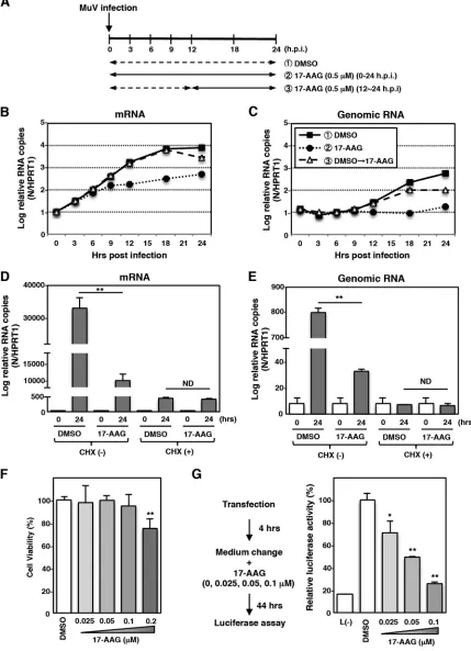 FIG 2 Hsp90 activity is required for MuV RNA synthesis after the secondary transcription phase
