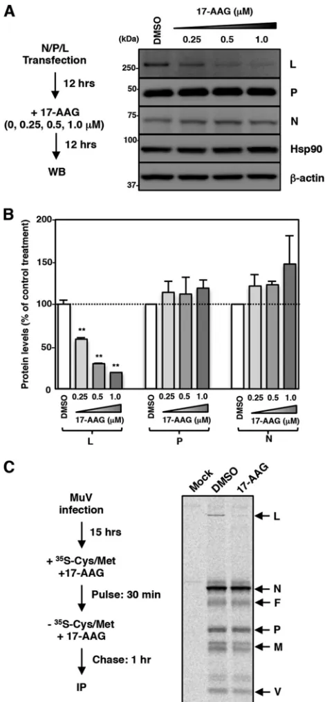 FIG 3 MuV L protein is a client of Hsp90. (A and B) 293T cells were cotransfected with three plasmids,DMSO-treated cells are shown in panel B