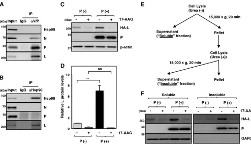 FIG 4 The maturation of the L protein is sequentially regulated by Hsp90 and the P protein
