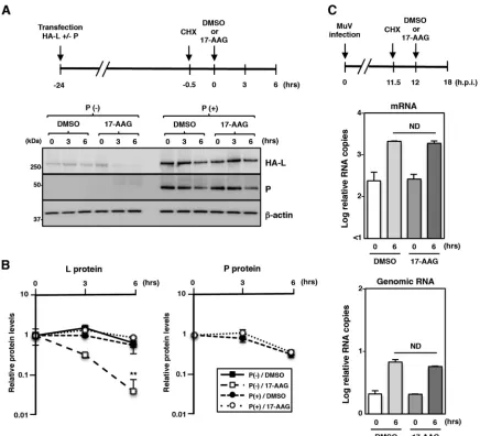 FIG 5 Hsp90 is dispensable for stability of the L protein and the polymerase activity after an interaction with the P protein