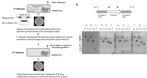 FIG 7 Construction of the S1-2, S2-2, S2-3, and S2-6 deletion mutants. (A) Schematic depiction of the process for the generation of phage mutants