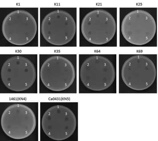 FIG 1 Spot test of wild-type and5,strains K1, K11, K21, K25, K30, K35, K64, K69, 1461 (KN4) and Ca0431 (KN5) were grown on LB plates.Phages (10incubation