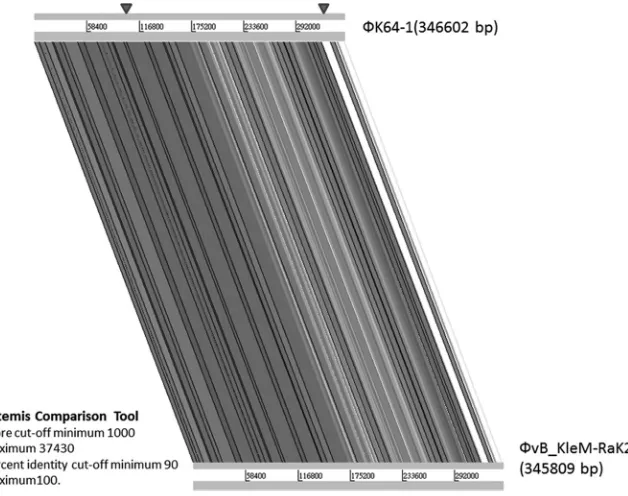FIG 2 Spot test ofisolates with K1 capsule (A8126, NTUH-K2044, Canada PLA, and ATCC 35593), with K21 capsule (KCR74), withK25 capsule (KCR75), with K30 capsule (1353), with KN4 capsule (4565), and with K64 capsule (KCR2A, KCR3,KCR4, and KCR5) were grown on