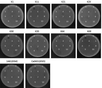 FIG 6 Spot test of capsule depolymerase. The reference strains K1, K11, K21, K25, K30, K35, K64, and K69,as well as the new type strains 1461 (KN4) and Ca0431 (KN5), were grown on LB plates
