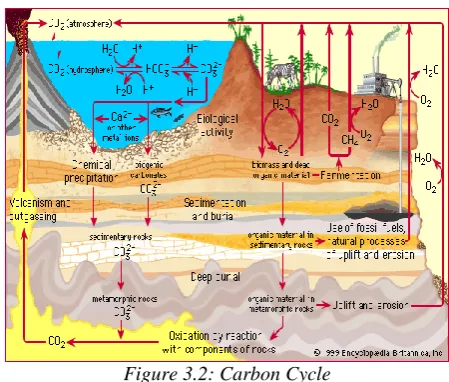 Figure 3.2: Carbon Cycle Carbon is transported in various forms through the 