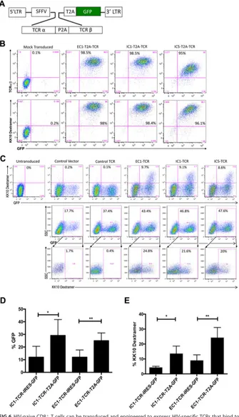 FIG 6 HIV-naive CD8� T cells can be transduced and engineered to express HIV-speciﬁc TCRs that bind to