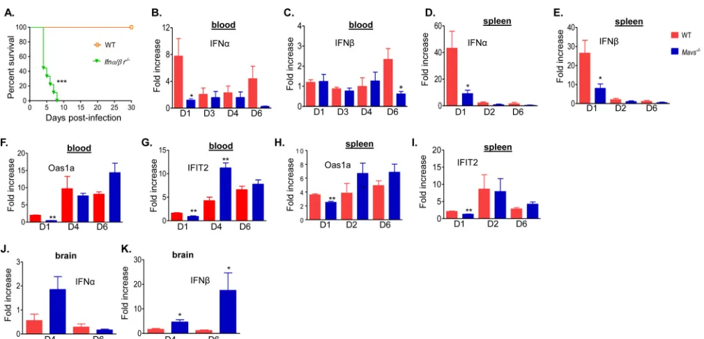FIG 2 Type I IFN response after WNV NS4B-P38G mutant infection. (A) Survival of WT 129Sv/Ev (WT; n � 6) and IFN-�/�R�/� (n � 9) mice after an i.p