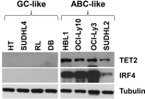 FIG 1 TET2 is not expressed in EBVand isogenic EBVsamples. N.D., not detected. (B) Immunoblot analysis was performed to examine TET2 protein expressionin Kem I and Kem III cells, and the B cell phenotype was analyzed by probing for IRF4 (ABC marker) andlat