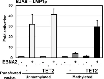 FIG 5 The EBV type III latency C promoter is methylated in Mutu I cells, and 5hmC modiﬁed, but notwith acyclovir, and then DNA was harvested, sonicated, and immunoprecipitated with anti-5mC,anti-5hmC, or appropriate Ig isotype controls
