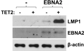 FIG 7 EBNA2 activation of LMP1 in an EBV� BL cell line with a type I latency is augmented by TET2expression