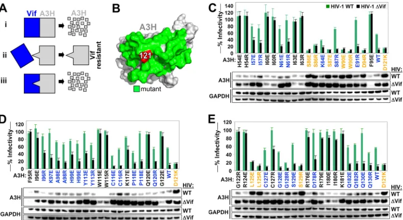 FIG 1 Identiﬁcation of the Vif binding site of A3H. (A) Overview of the approach used to map the Vif-A3H interaction