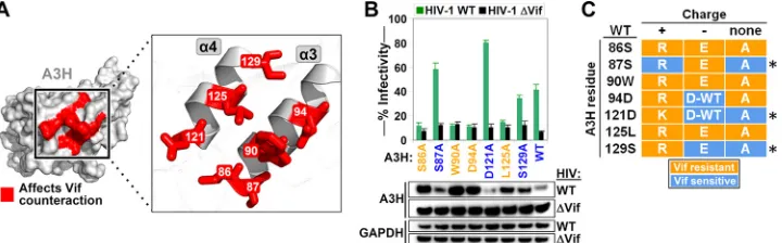 FIG 2 Vif binding site of A3H consists ofwith selected A3H alanine mutants. The average relative infectivity values for a triplicate transfection are shown.Error bars represent the standard deviations