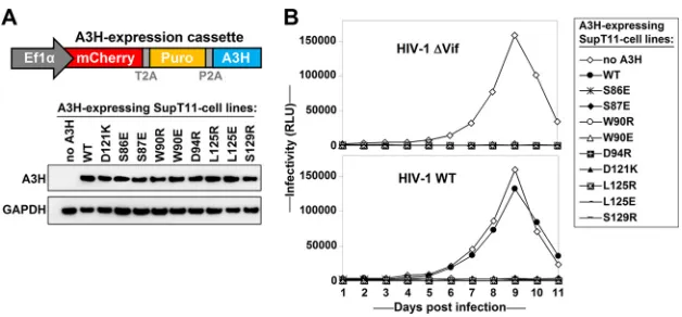 FIG 3 Vif-resistant A3H mutants restrict HIV replication. (A) Schematic representation of the lentiviral A3Hexpression cassette used to express A3H in SupT11 T cells