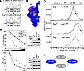 FIG 4 HIV adapts to Vif-resistant A3H-S86E mutant by a Vif-E45Q mutation. (A) Cellular DNA was extracted from theinfected SupT11 T-cell line expressing A3H-S86E at week 1 and week 16 postinfection