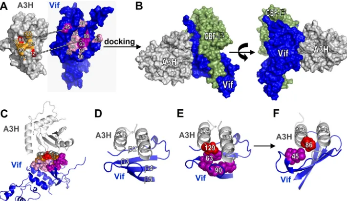 FIG 7 Vif-A3H model validation. A3H position 100 is important for interaction with Vif