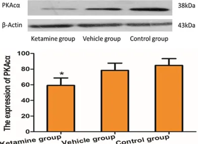 Figure 2. The expression of PKAcα (mean ± SEM) in mice in each treatment group (n=10 for each group)