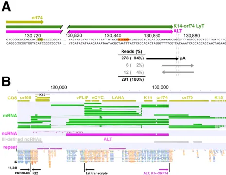 FIG 6 Identiﬁcation of ALT 5BCBL1-RTA cells at 12 h postlytic reactivation, and reads were aligned to the KSHV strain JSC1 genome using BBMap