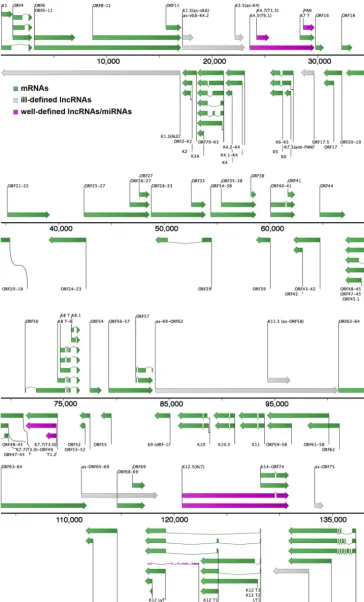 FIG 1 Updated map of known and potential KSHV mRNAs, miRNAs, and lncRNAs. Coordinates of RNA transcriptstarget-genomes for a more detailed annotation, including CDS, TSS, pA signals, TTS, repeats, and origins offrom the literature were extrapolated to the 