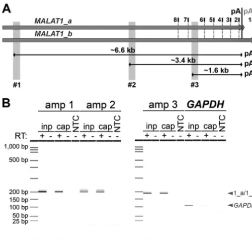 FIG 2. (A) Biotinylated antisense oligonucleotides (ASOs; positionsenriched as detected by all three amplicons (amp), while negative-control RNAwere used to enrich the two major isoforms of lncRNApostlytic reactivation