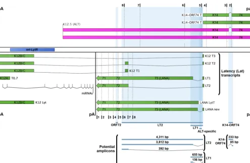 FIG 3 Schematic of the KSHV latency locus. The latency locus of KSHV was mapped with mRNAs in green and lncRNA ALT in purple