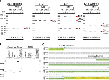 FIG 4 KSHV lncRNA ALT is expressed during the early lytic stage, and a new splice isoform of a LANA transcript is found