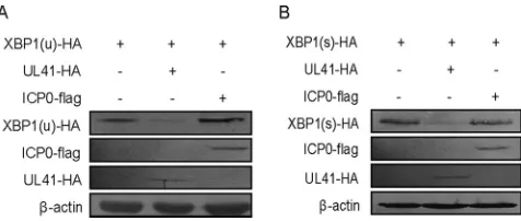 FIG 1 HSV-1 tegument protein UL41 inhibited the ectopic expression of XBP1. (A and B) HEK293T cellswere cotransfected with XBP1(u)-HA (500 ng) or XBP1(s)-HA (500 ng) and UL41-HA (500 ng) or ICP0-ﬂag(500 ng) plasmids